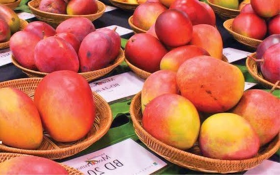 Different Types of Mangos In India